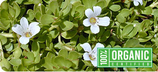 Bacopa Monnieri Icon