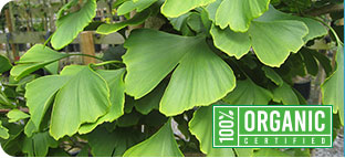 Ginkgo Biloba Icon