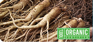 Panax Ginseng Icon