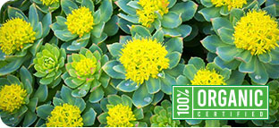 Rhodiola Rosea Icon
