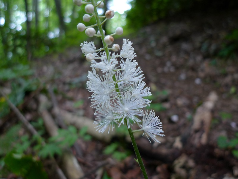 Black Cohosh Icon