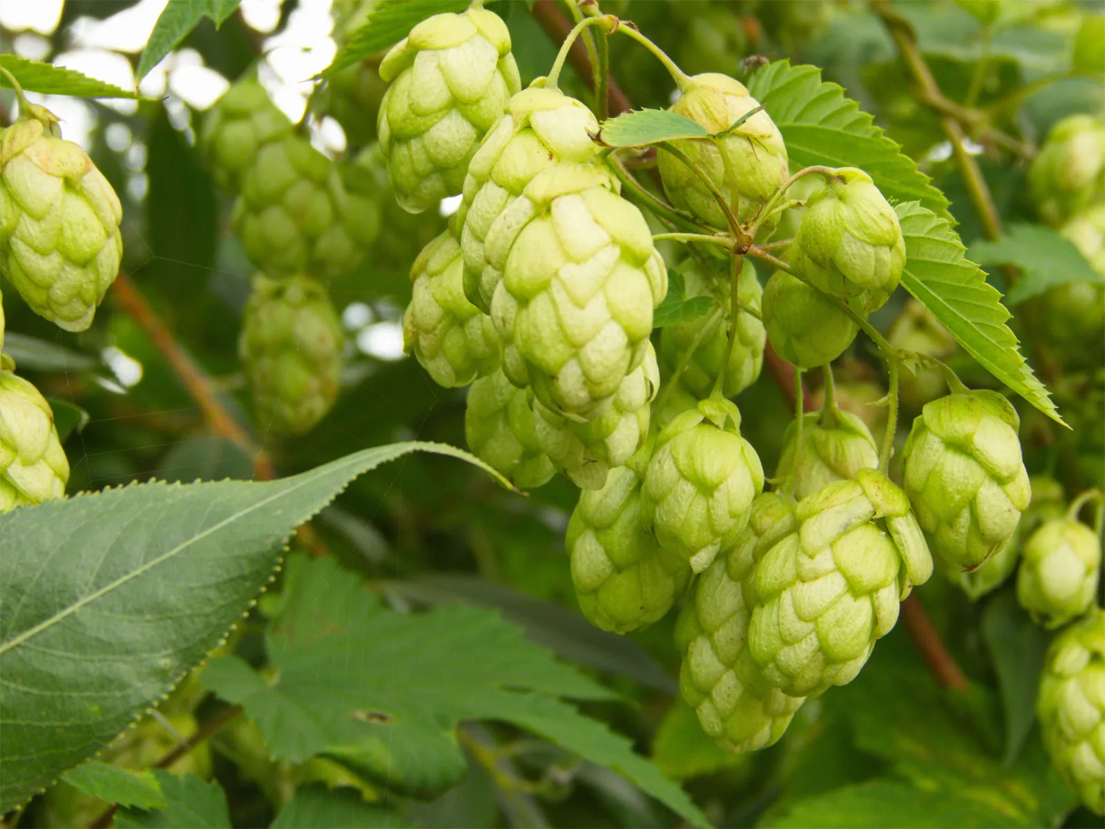 Hops Icon