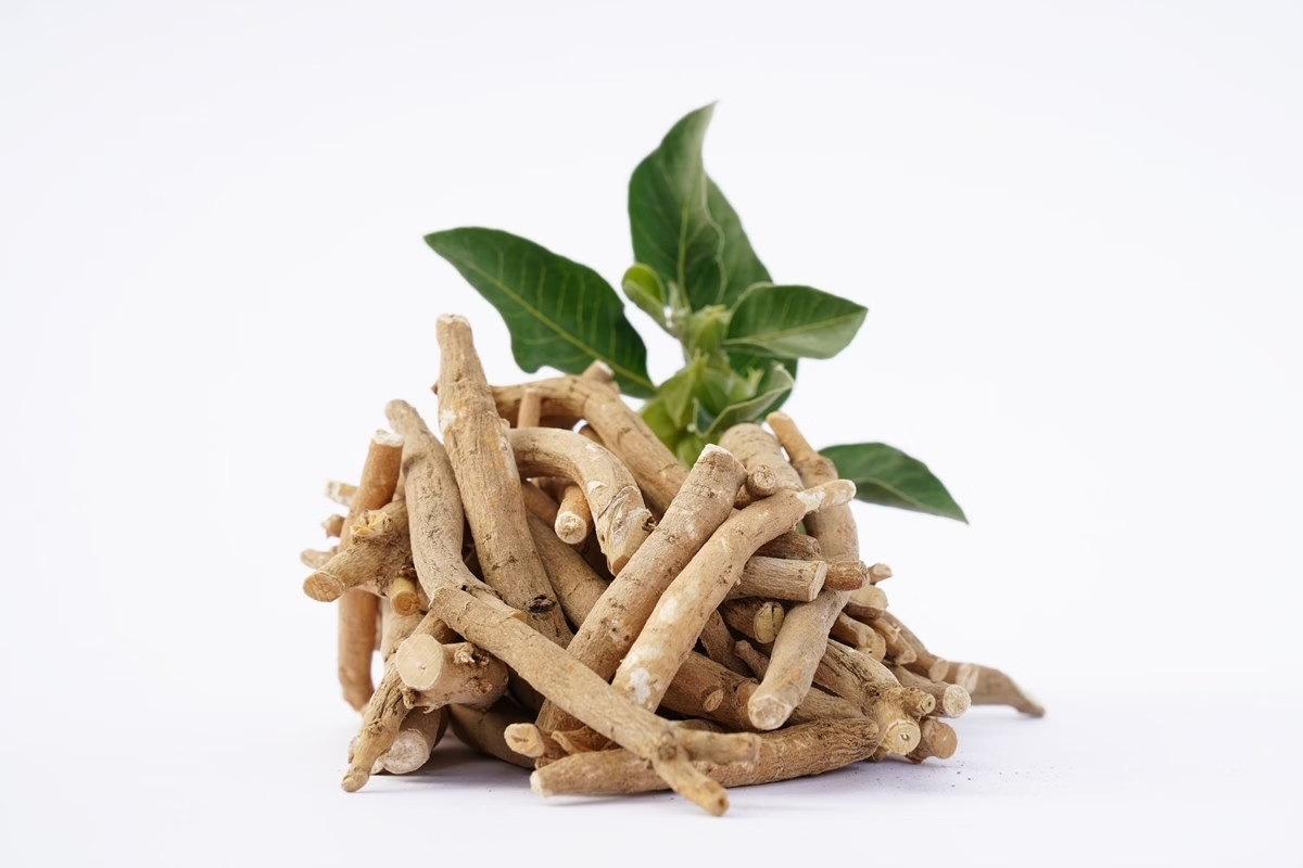 Ashwagandha Root Icon