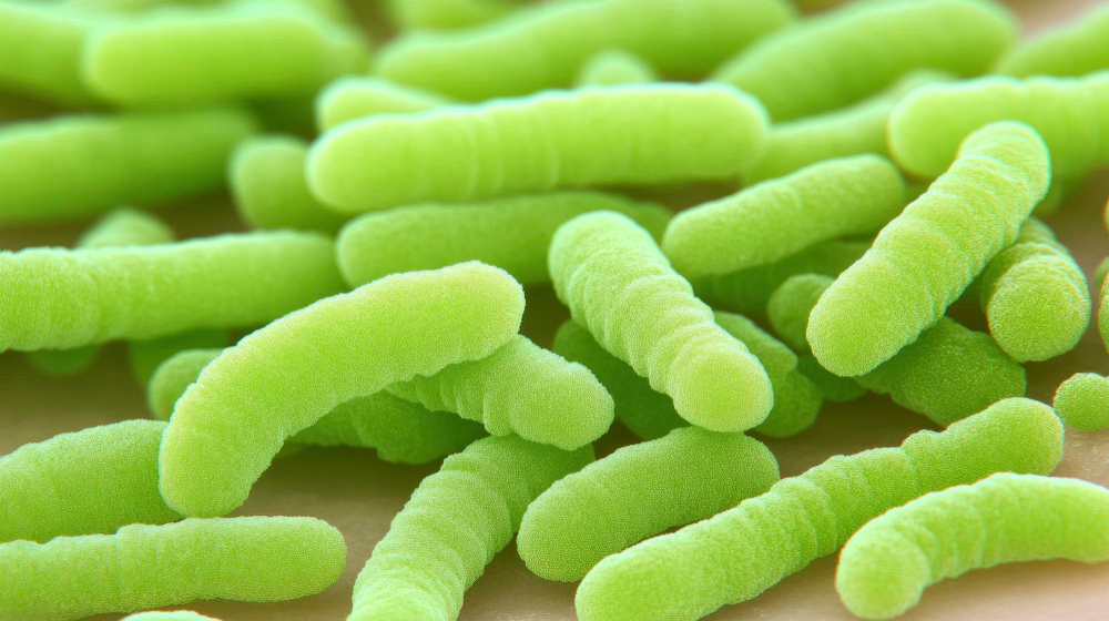 Bifidobacterium Infantis Icon