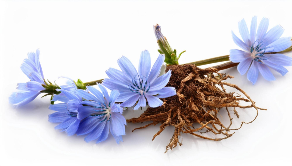 Chicory Root Icon